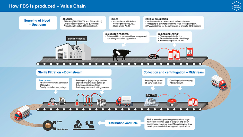 Infographic showing how fetal bovine serum (FBS) is produced